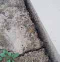 a close up of a concrete surface with a plant growing out of it .