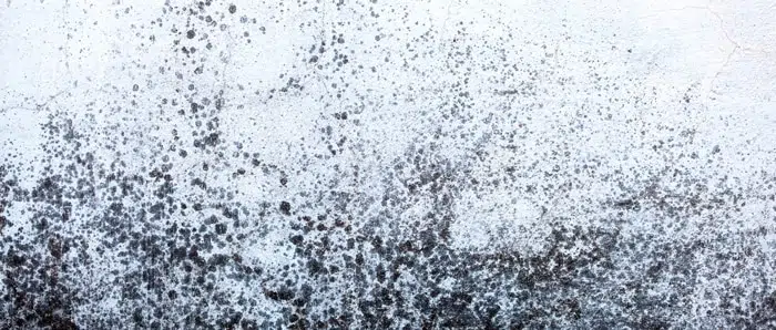 a close up of a white wall with black mold growing on it .
