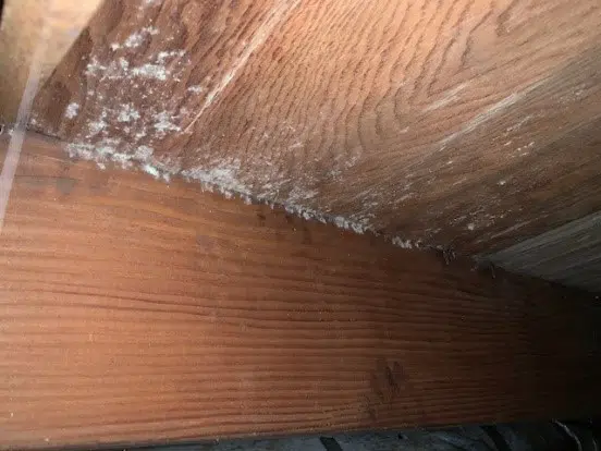 a close up of a wooden beam with white mold spots on it .